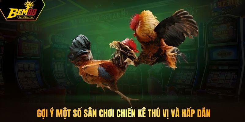 Gợi ý một số sân chơi chiến kê thú vị và hấp dẫn